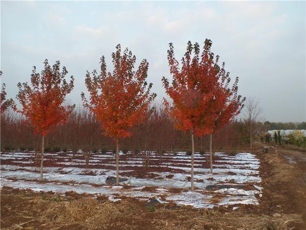 紅點紅楓