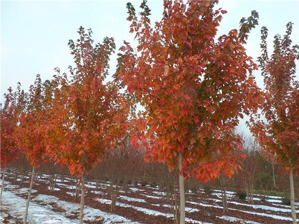紅點紅楓