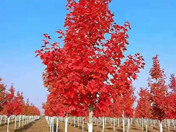 美國紅點(diǎn)紅楓