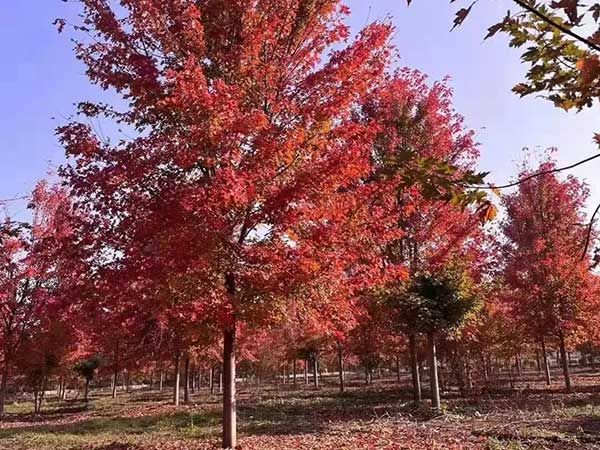 美國(guó)紅楓